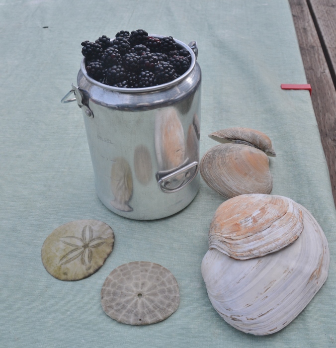blackberries and sand dollars
